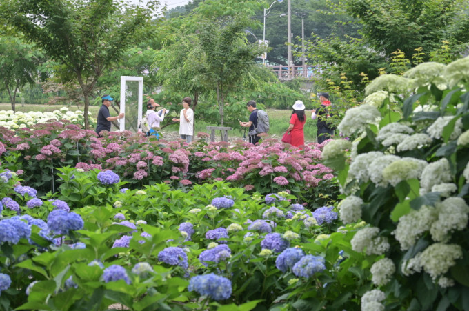 수정됨_지난해 공주 유구색동수국정원꽃축제 사진 (4).jpg