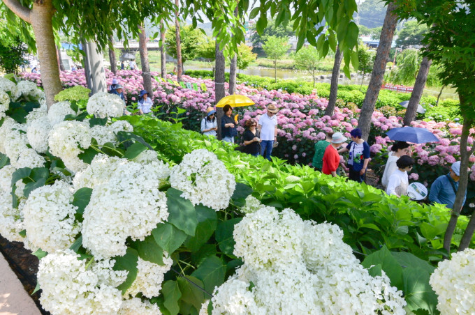 수정됨_유구색동수국정원 꽃 축제 관련 사진 (4).jpg